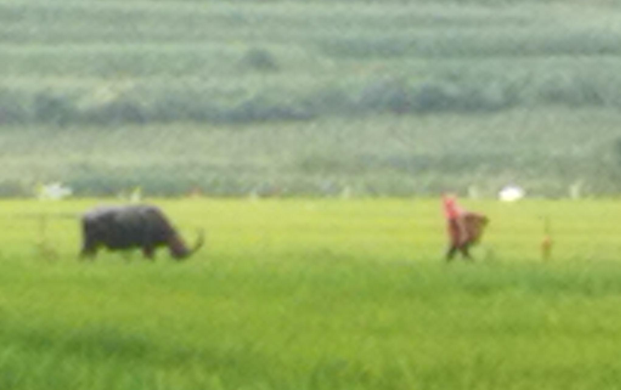 稻花香中说丰收(图2)