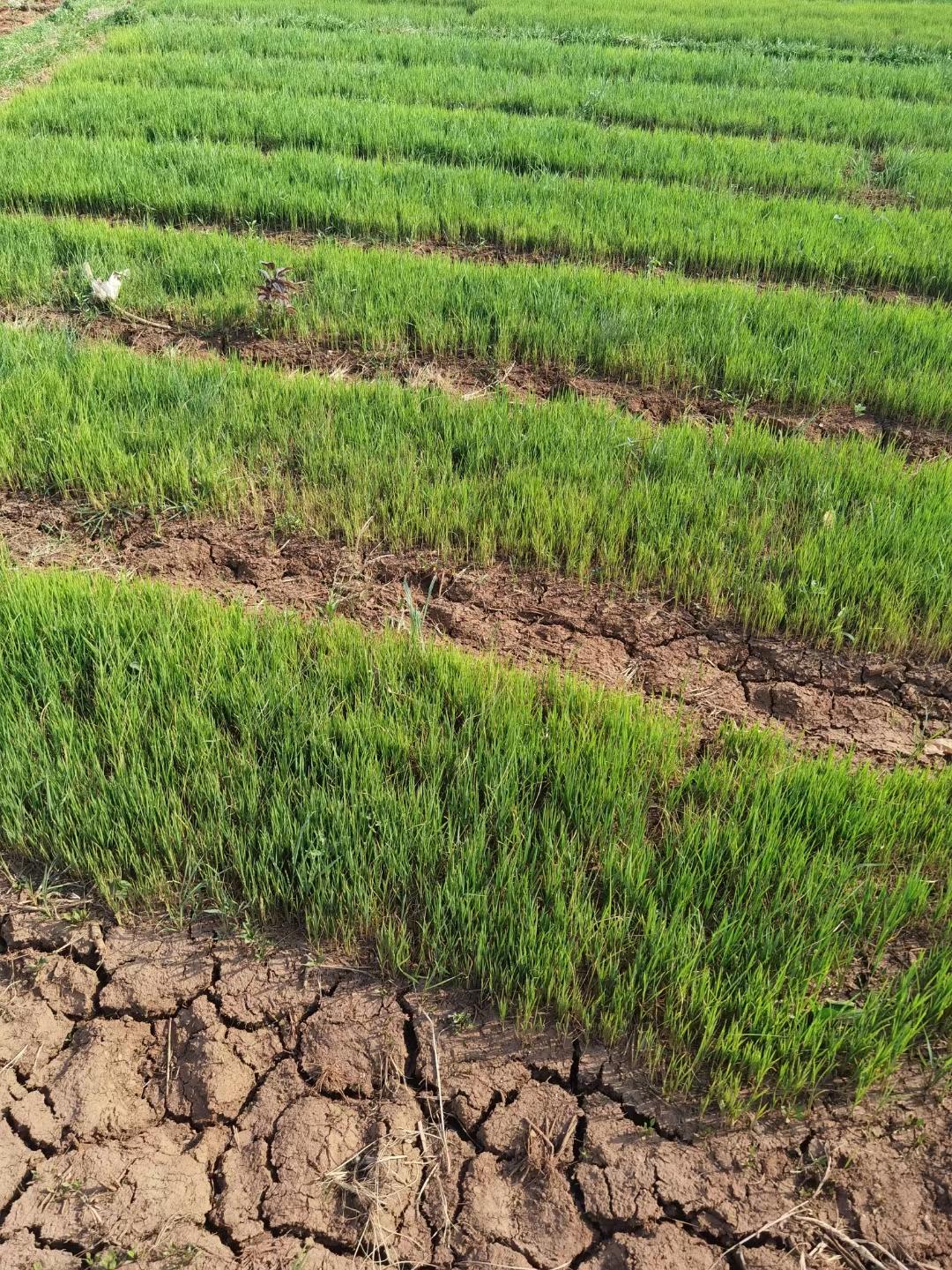 稻花香中说丰收(图5)