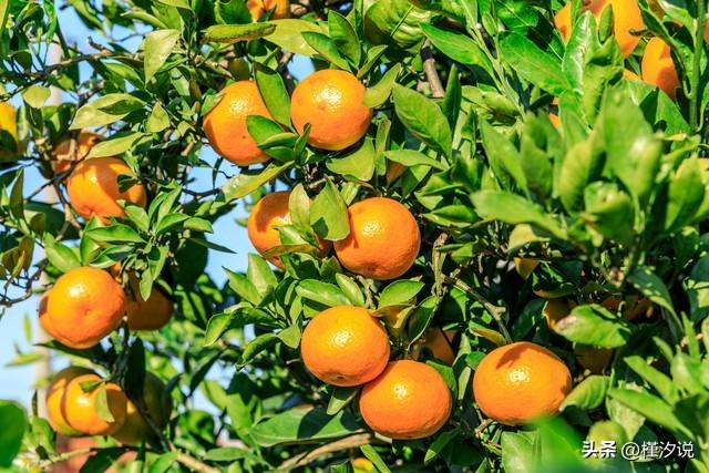 秋日的果园(图1)