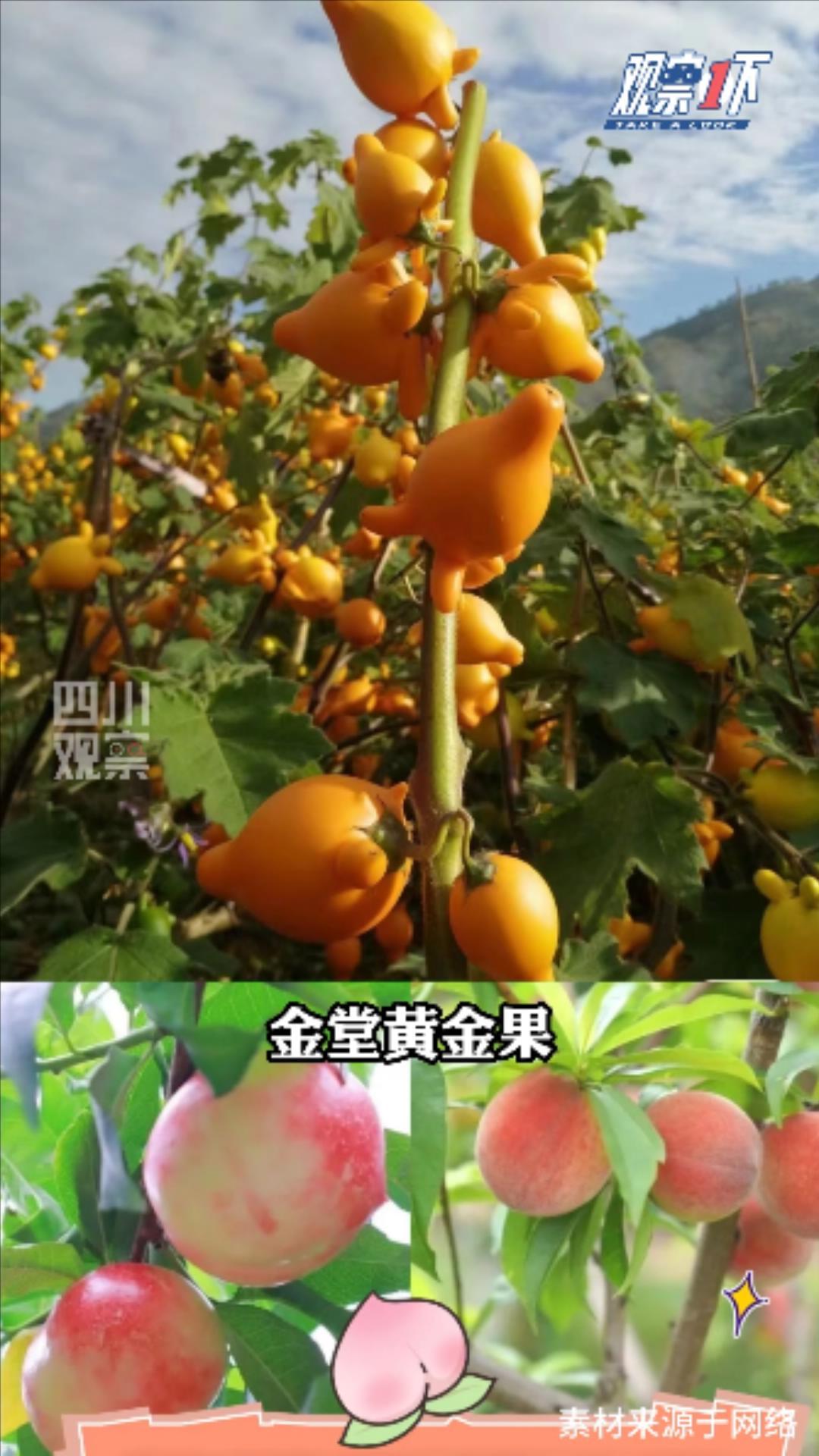 观察1下丨丰收了！这些四川地标农产品你可别错过(图3)