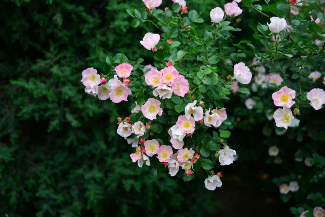 10首最美春风诗词，秀丽江山，田园如画，送你一场春暖花开(图10)