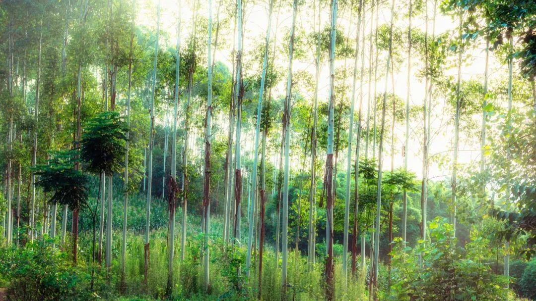 10首最美春风诗词,秀丽江山,田园如画,送你一场春暖花开(图11) 10首最美春风诗词,秀丽江山,田园如画,送你一场春暖花开(图11)