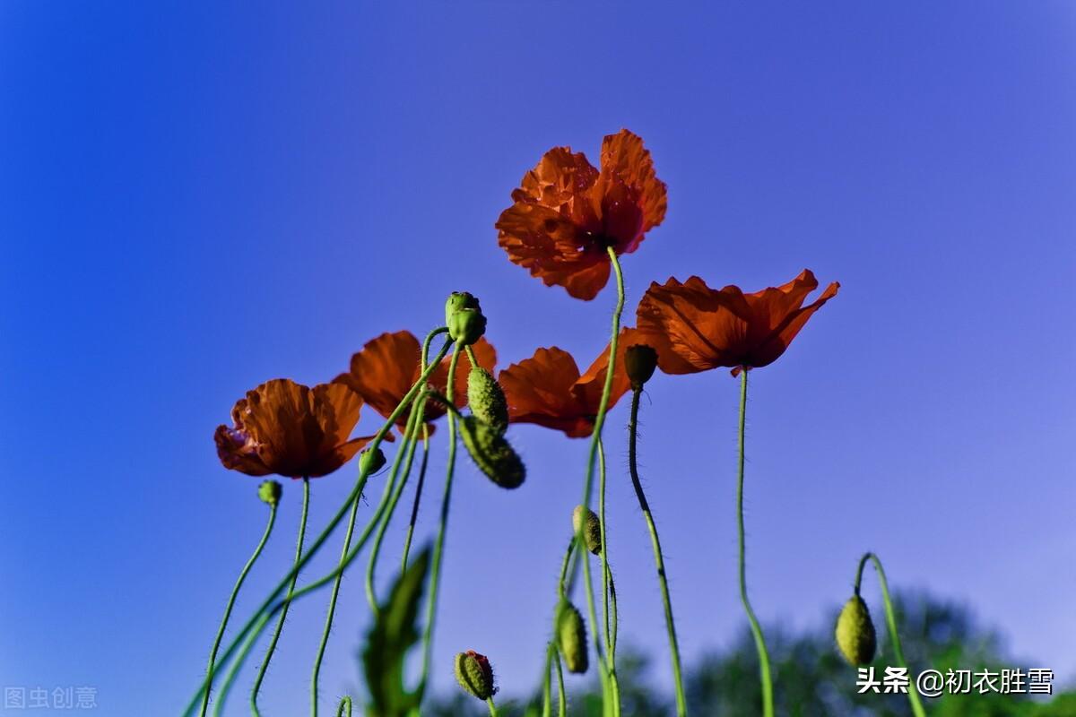 辛弃疾虞美人花两首：至今草木忆英雄，便舞春风(图1)