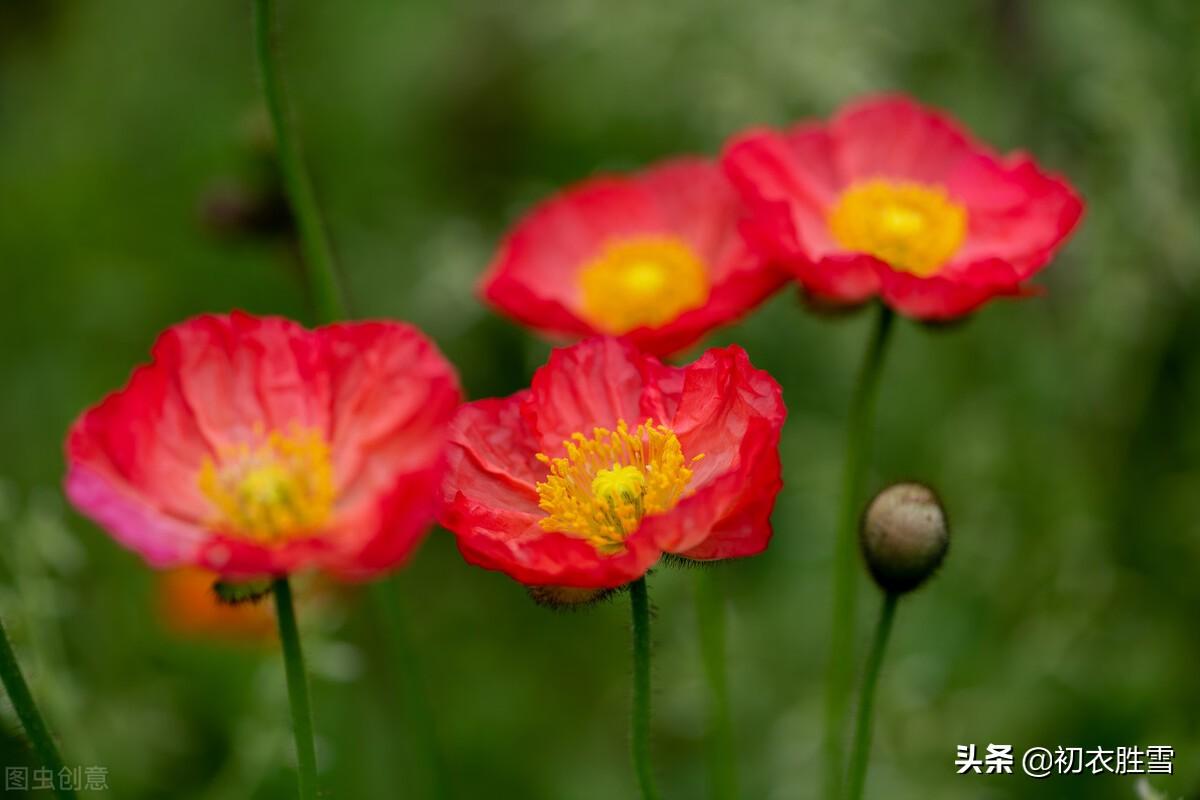 辛弃疾虞美人花两首：至今草木忆英雄，便舞春风(图2)