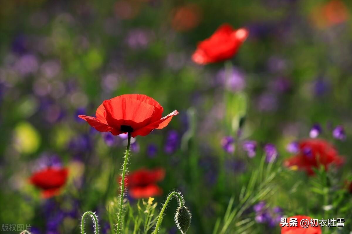 辛弃疾虞美人花两首：至今草木忆英雄，便舞春风(图4)