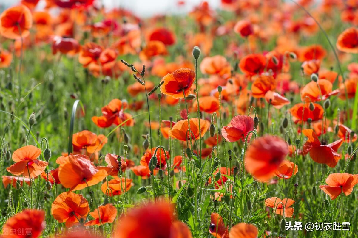 辛弃疾虞美人花两首：至今草木忆英雄，便舞春风(图5)