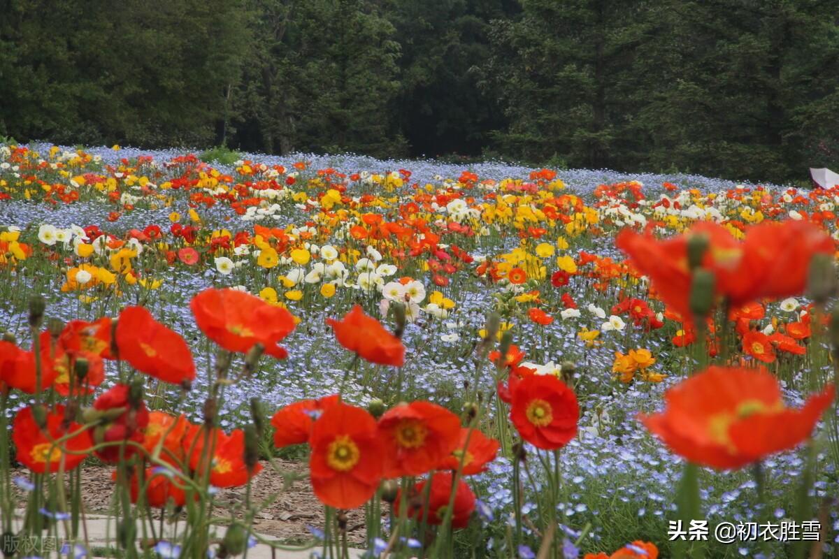 辛弃疾虞美人花两首：至今草木忆英雄，便舞春风(图8)