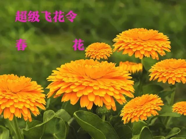 超级飞花令——春花(图1)
