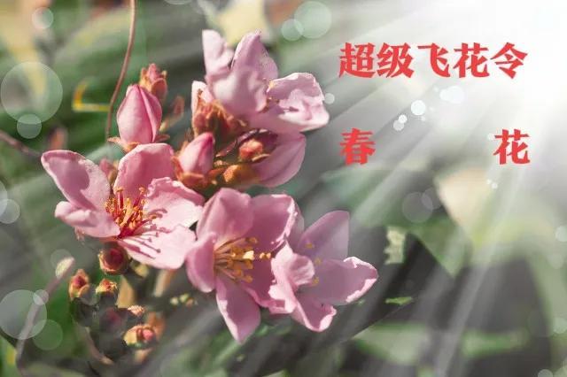 超级飞花令——春花(图3)