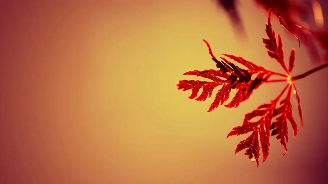 干净的分手文案，写出了多少人的心声(图1)