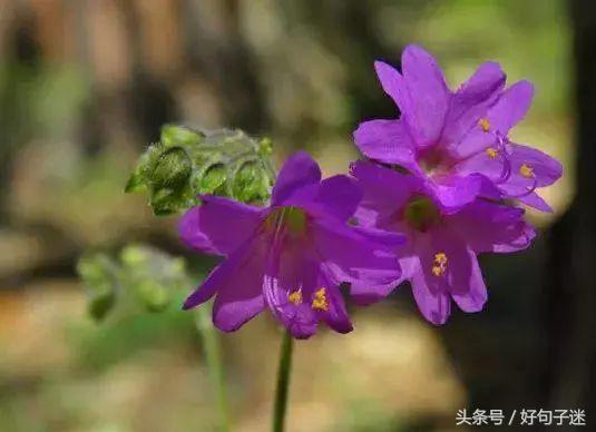 句句经典的人生感悟名言警句，一语惊醒梦中人(图1)