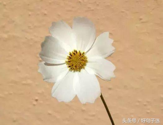 句句经典的人生感悟名言警句，一语惊醒梦中人(图4)