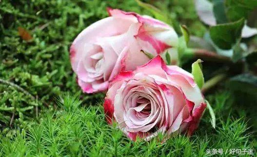 句句经典的人生感悟名言警句，一语惊醒梦中人(图5)