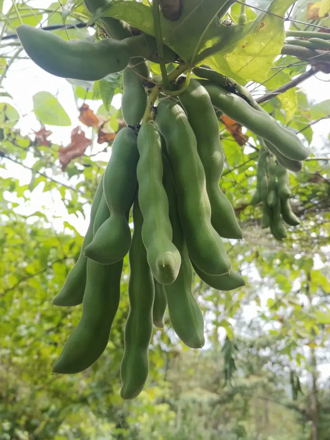 【中秋佳节倍思乡】思乡之情(图3)