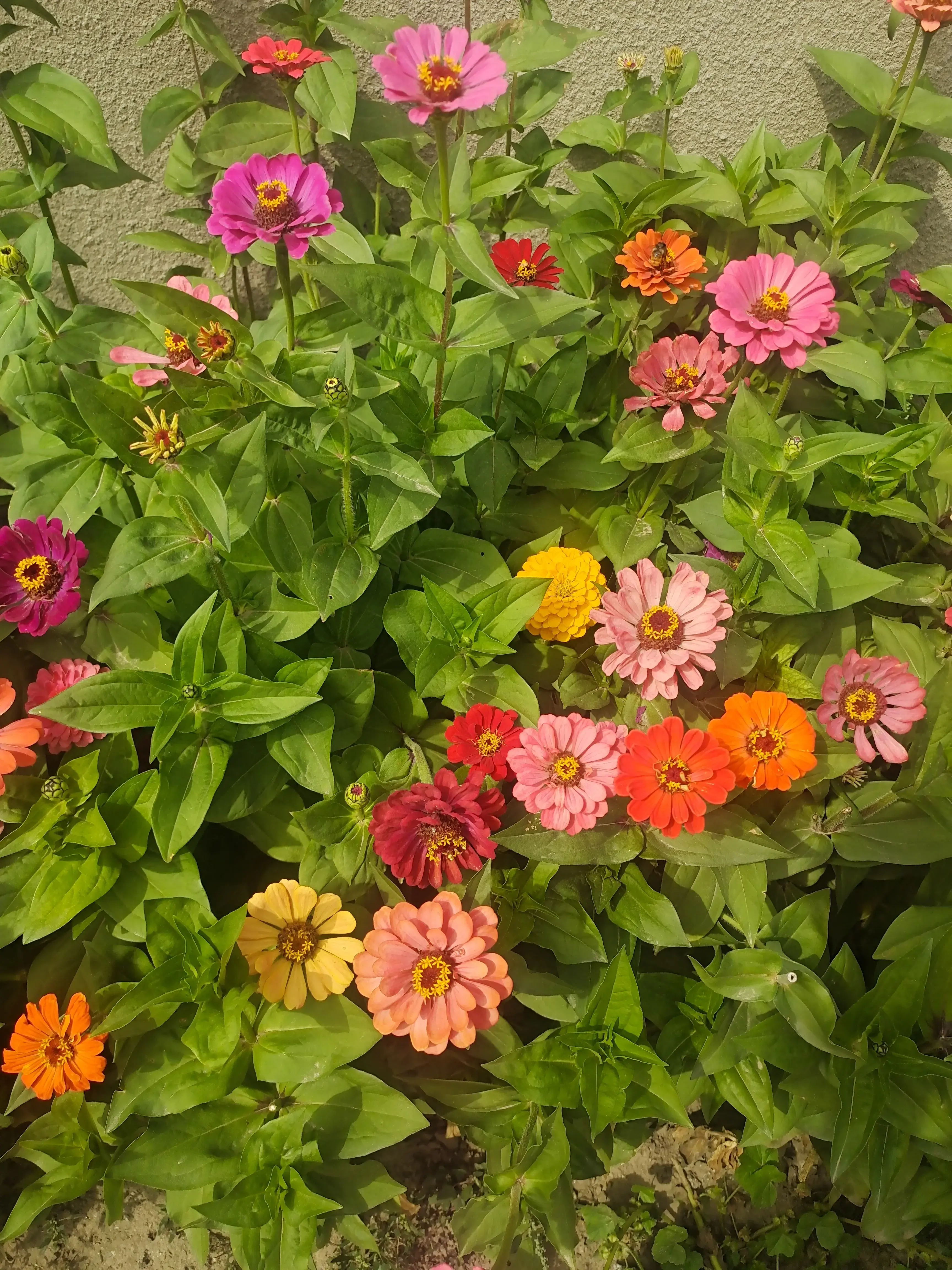 秋花烂漫，岁月静好，淡淡人生，慢慢走，静静过(图1)