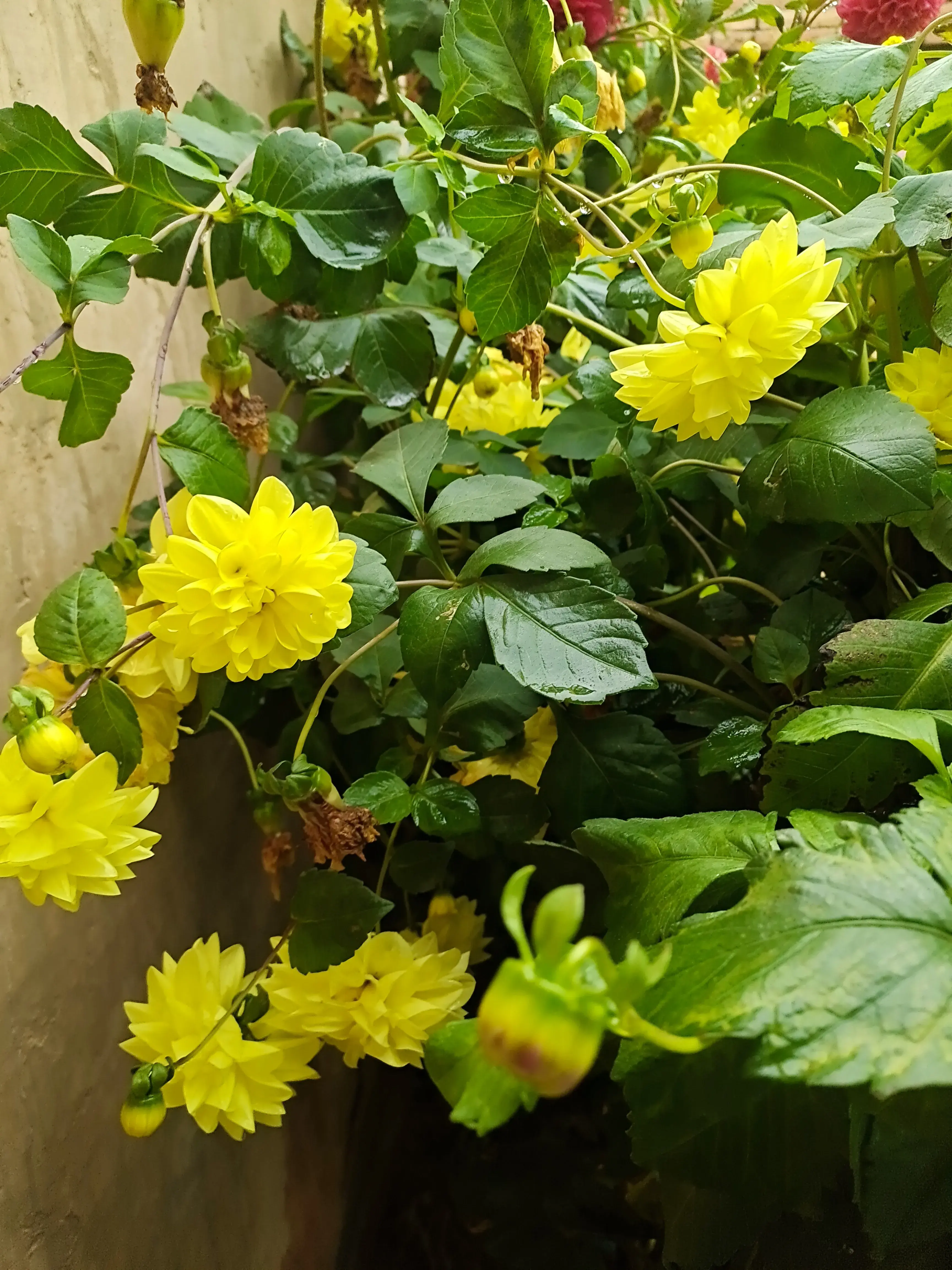 秋花烂漫，岁月静好，淡淡人生，慢慢走，静静过(图2)