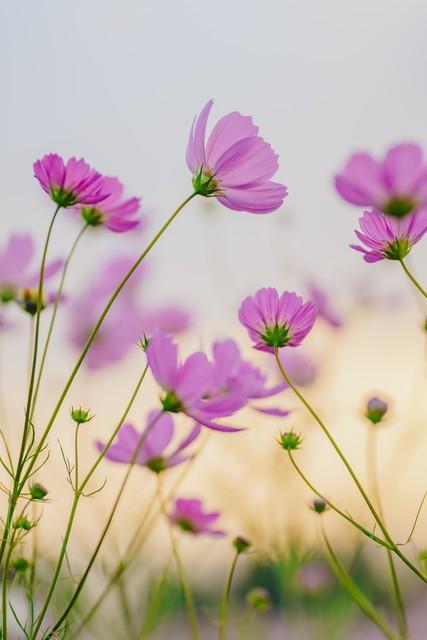 秋花烂漫，岁月静好，淡淡人生，慢慢走，静静过(图3)