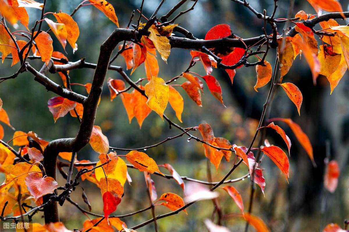 11首励志诗解读：励志名言，句句精辟(图11)