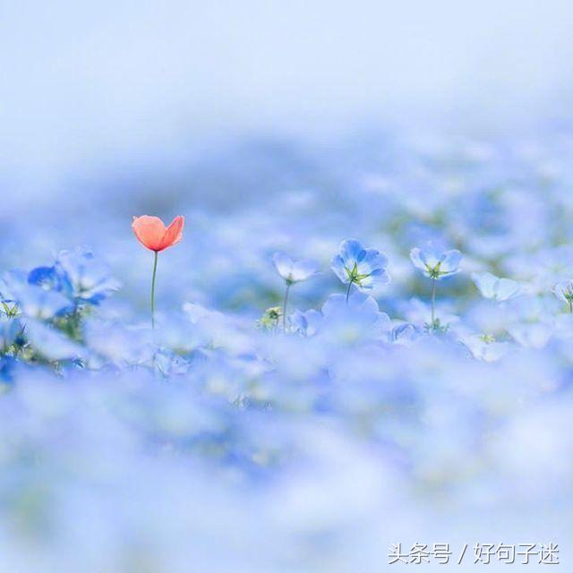 意境超美的古风句子，唯美到哭，留着做个性签名吧！(图1)