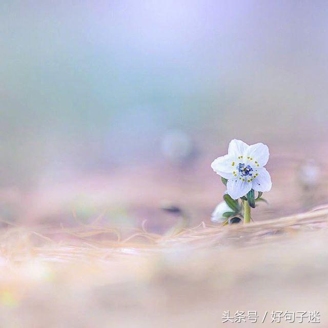 意境超美的古风句子，唯美到哭，留着做个性签名吧！(图7)