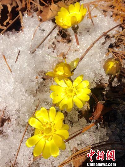 中国北疆四月飞雪 冰雪奇观俏争春色(图4)