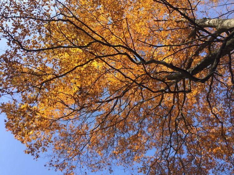 新时代蔡家姐妹：一首诗 一幅画 一首歌(图23)