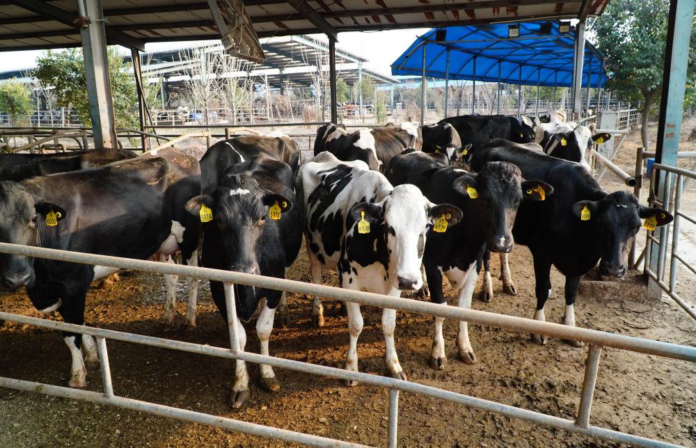 十年两会·温暖记忆｜“当好‘火车头’，跑出乡村振兴‘加速度’！”(图5)