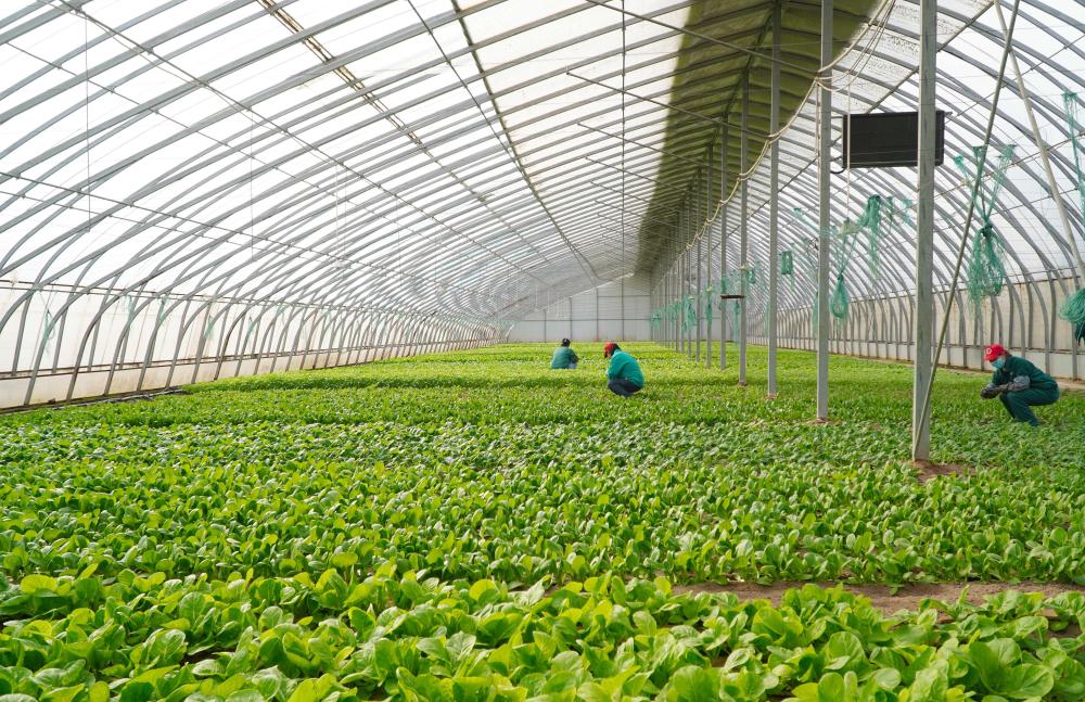 十年两会·温暖记忆｜“当好‘火车头’，跑出乡村振兴‘加速度’！”(图7)