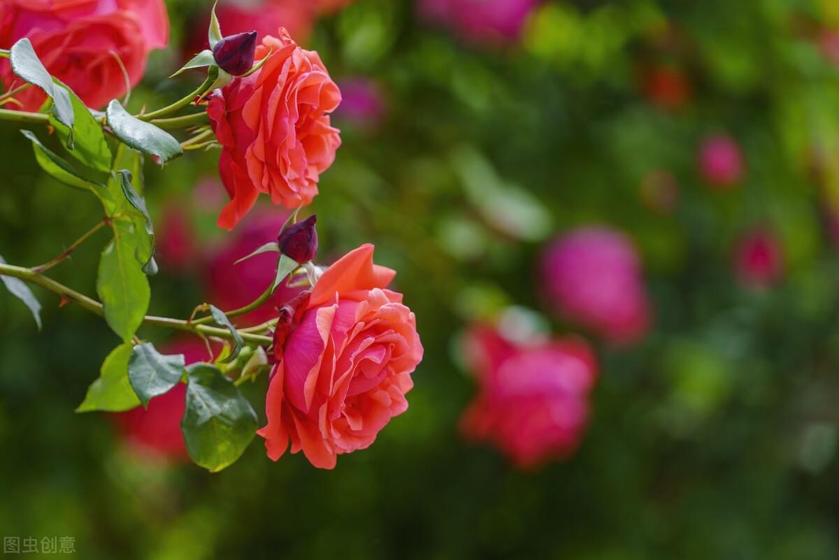 想你了，我最爱的人，忘不了你我做不到，念你成瘾戒不掉(图2)