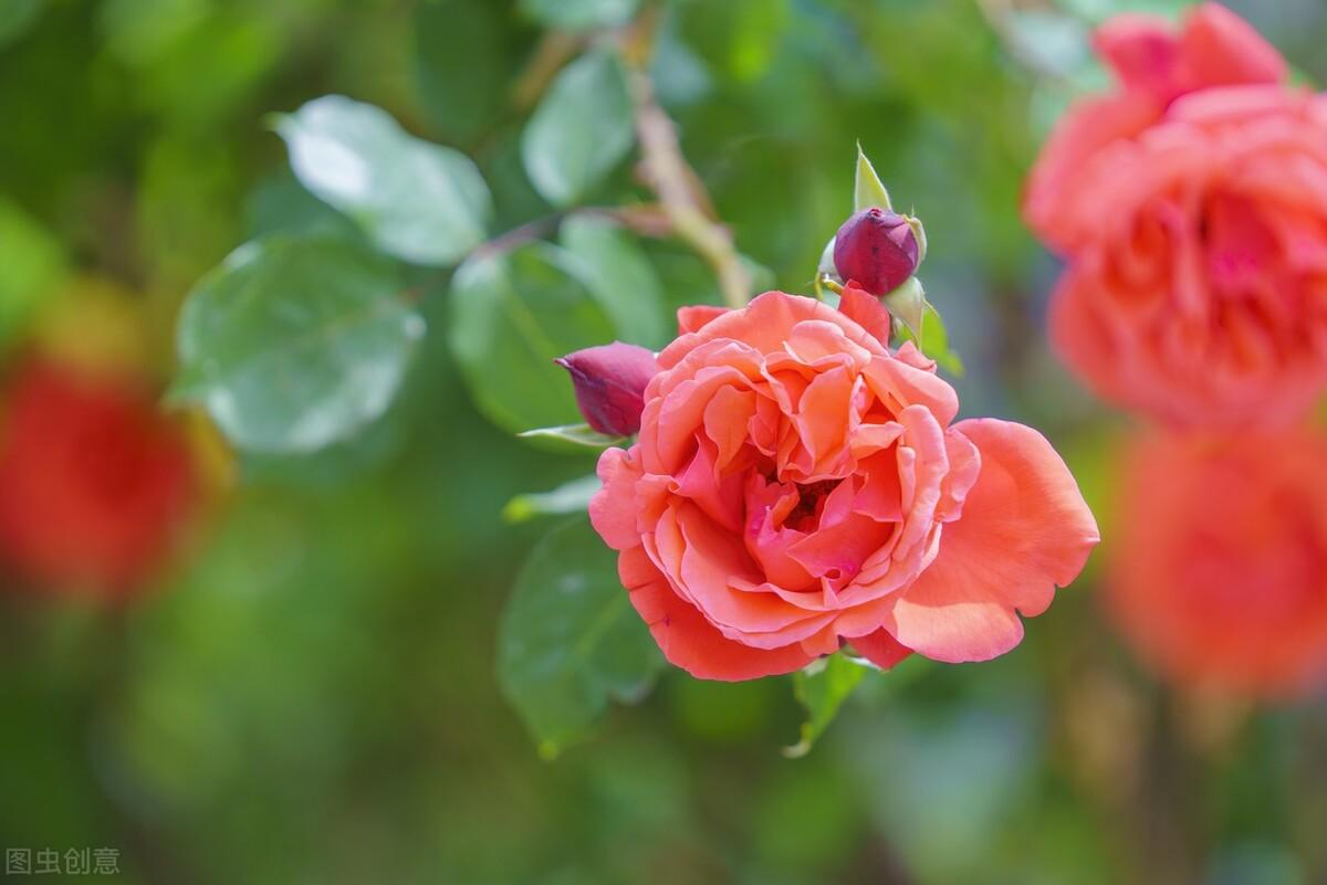 想你了，我最爱的人，忘不了你我做不到，念你成瘾戒不掉(图4)