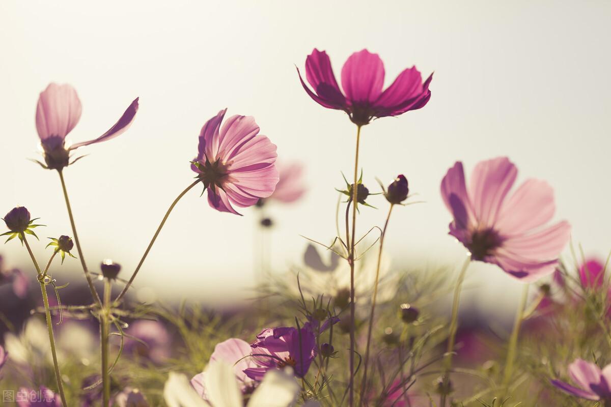 写给最爱的你：你若一直在，我便一直爱(图1)