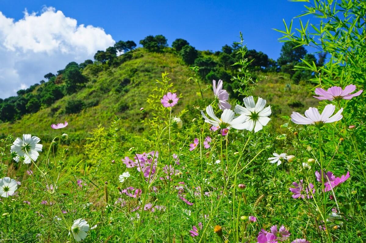 写给最爱的你：你若一直在，我便一直爱(图2)