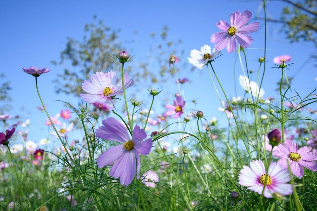 写给最爱的你：你若一直在，我便一直爱(图4)