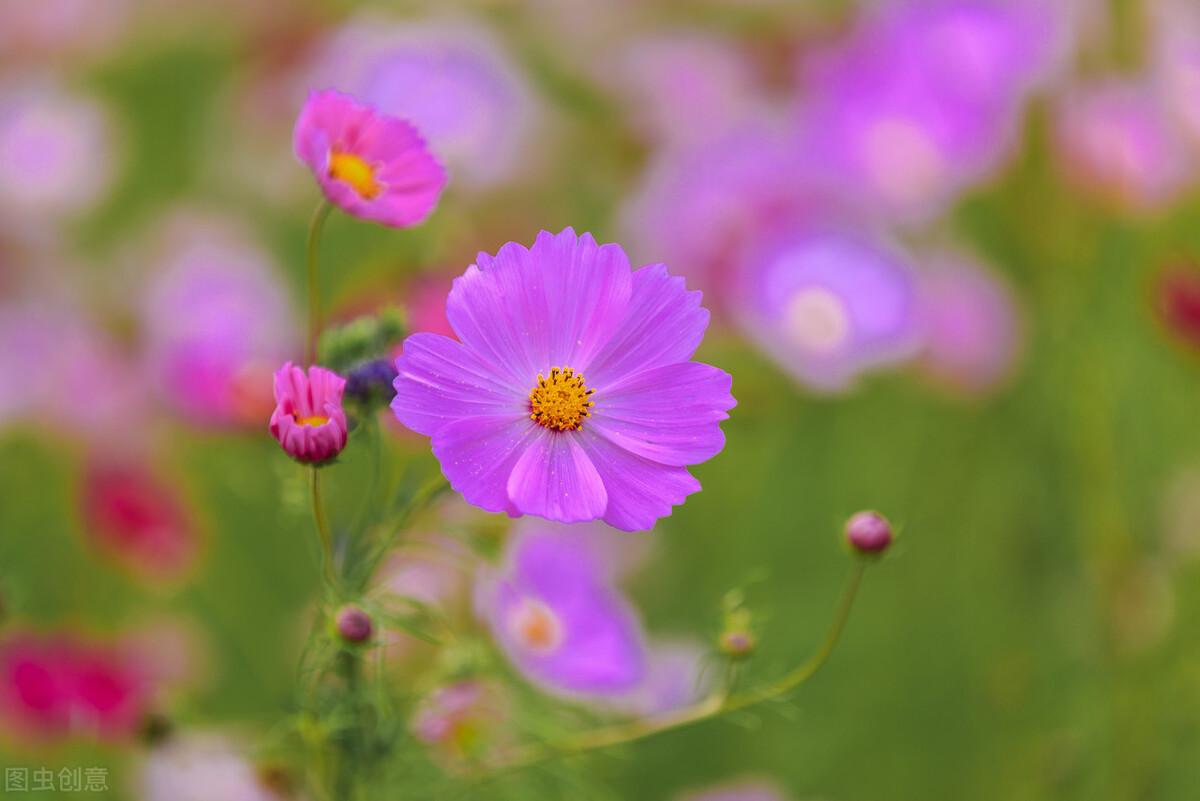 写给最爱的你：你若一直在，我便一直爱(图5)