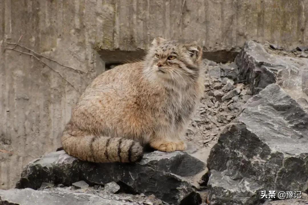 叫对了这些，你的河南方言能过八级 | 豫记(图4)