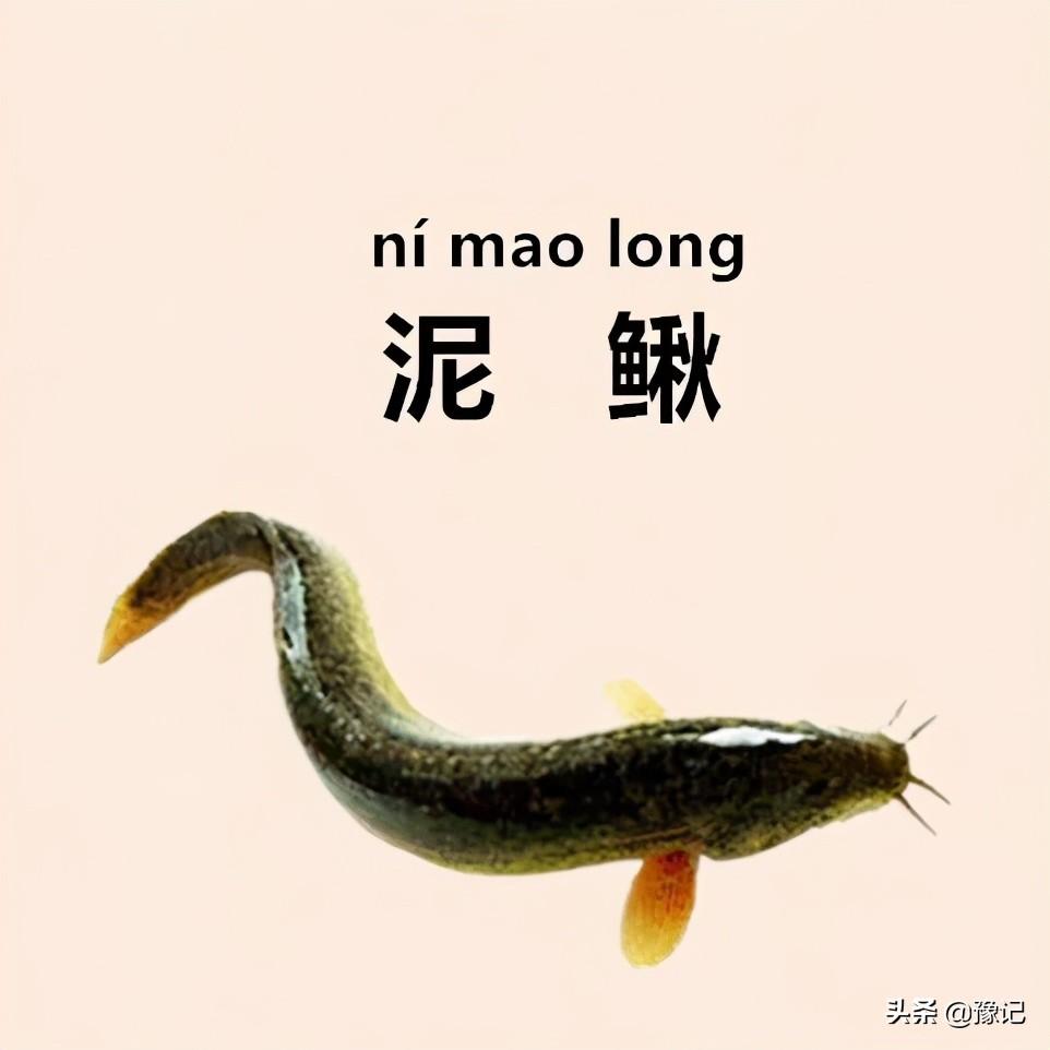 叫对了这些，你的河南方言能过八级 | 豫记(图9)