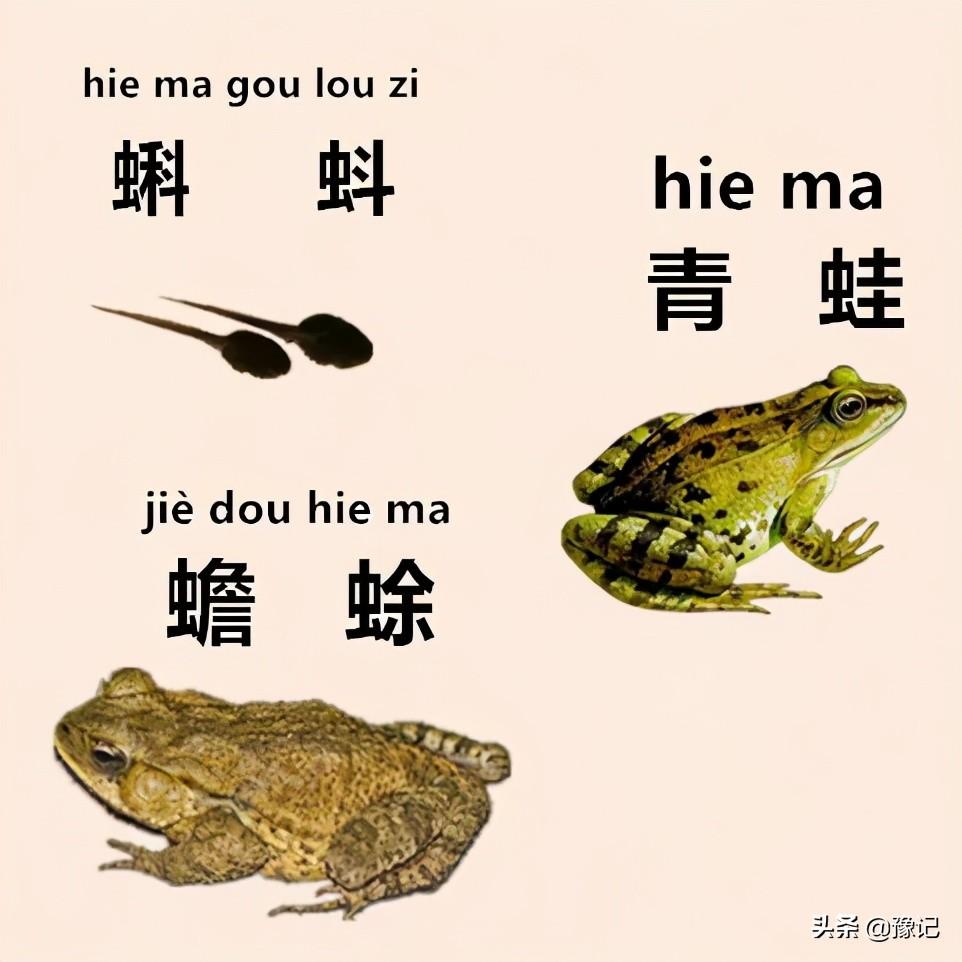 叫对了这些，你的河南方言能过八级 | 豫记(图10)