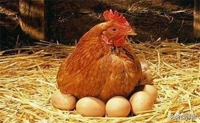 土味儿河南话，背后竟然有这么多不为人知的故事，厉害啦(图6)