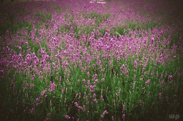 朋友圈超唯美的句子，超精致窝心，让人喜欢得不得了(图2)