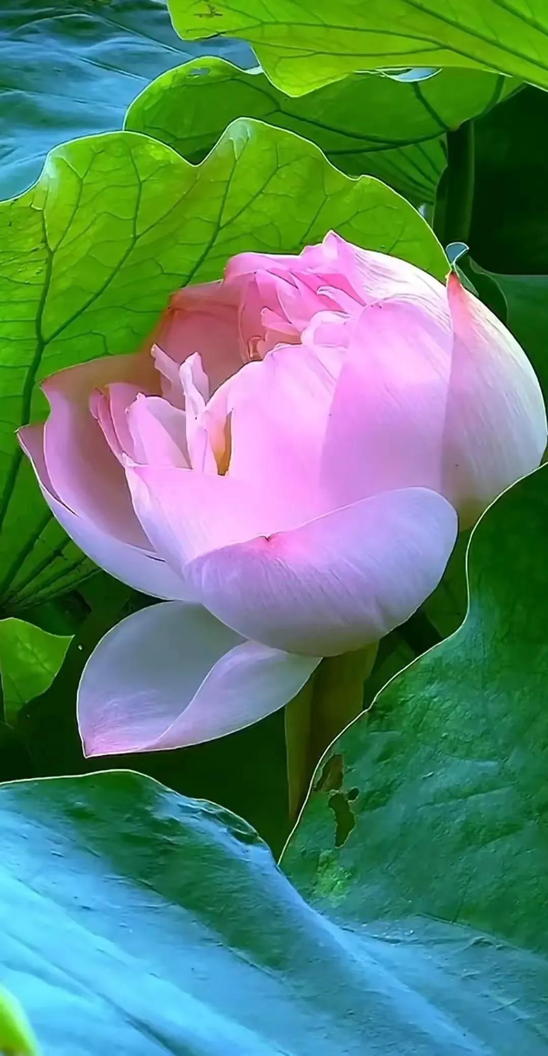 家风 家训 校训(图4)