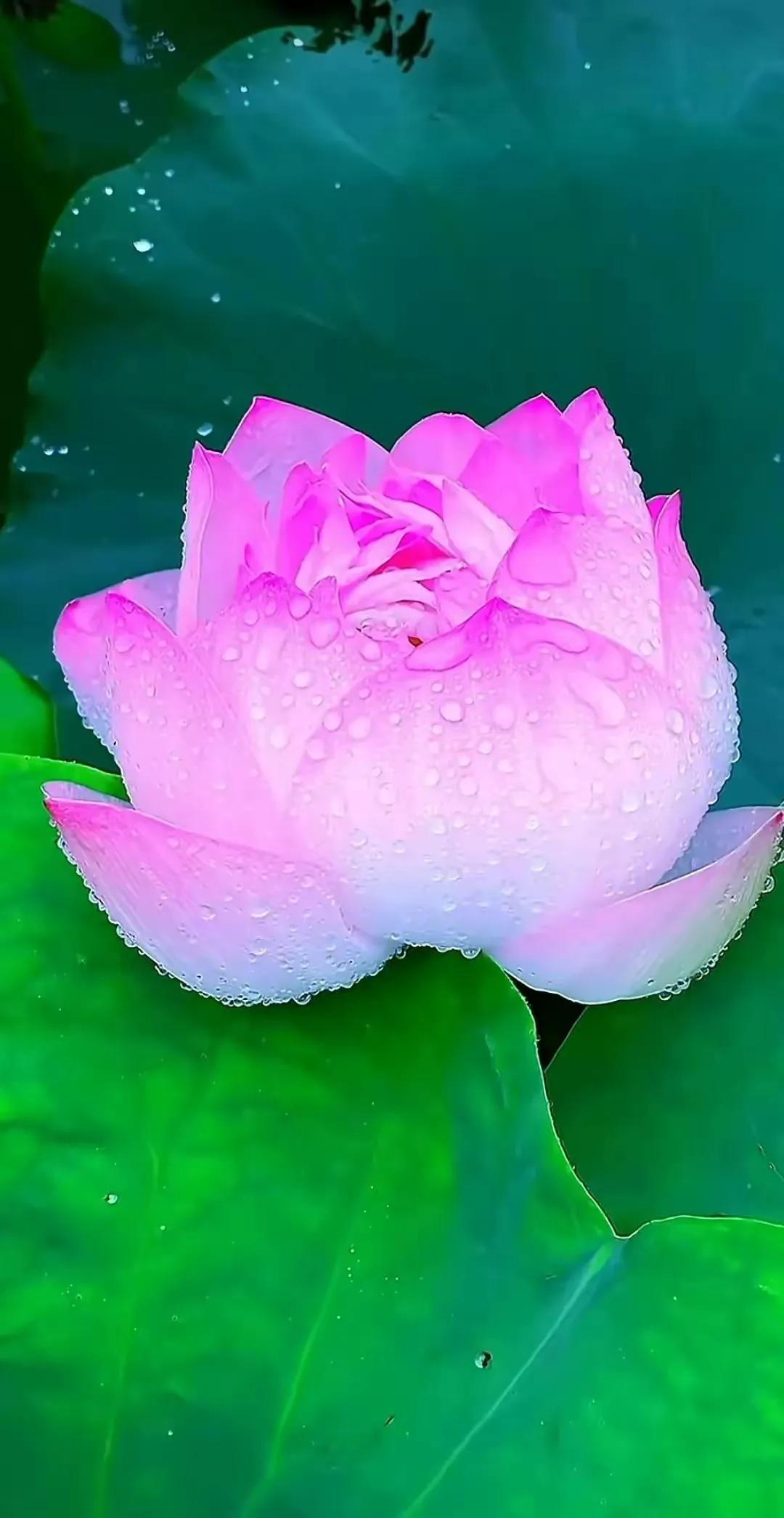 家风 家训 校训(图5)