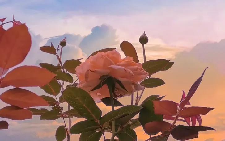 适合单身的朋友圈文案(图1)