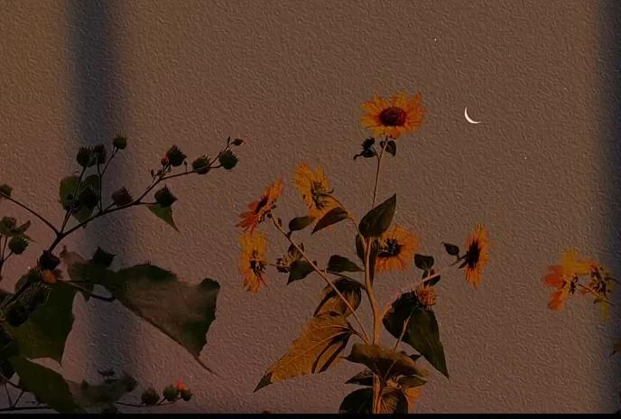 适合单身的朋友圈文案(图2)