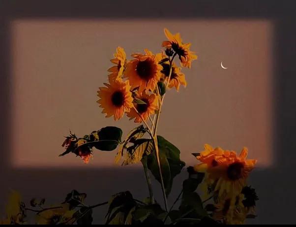 适合单身的朋友圈文案(图3)