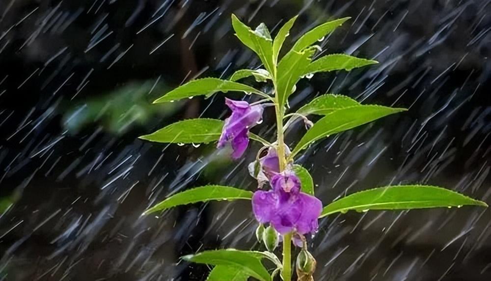 下雨天走心文案：雨中诗行，沐浴灵魂的温柔雨露(图8)