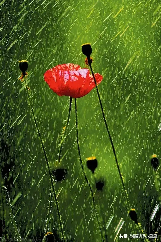 下雨天怎么拍？学会这6招，轻松拍出动人雨景(图11)