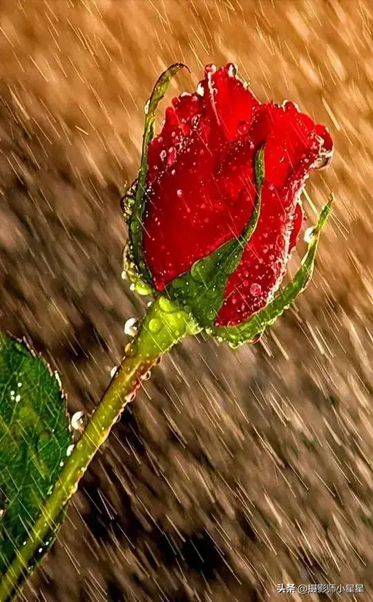 下雨天怎么拍？学会这6招，轻松拍出动人雨景(图14)