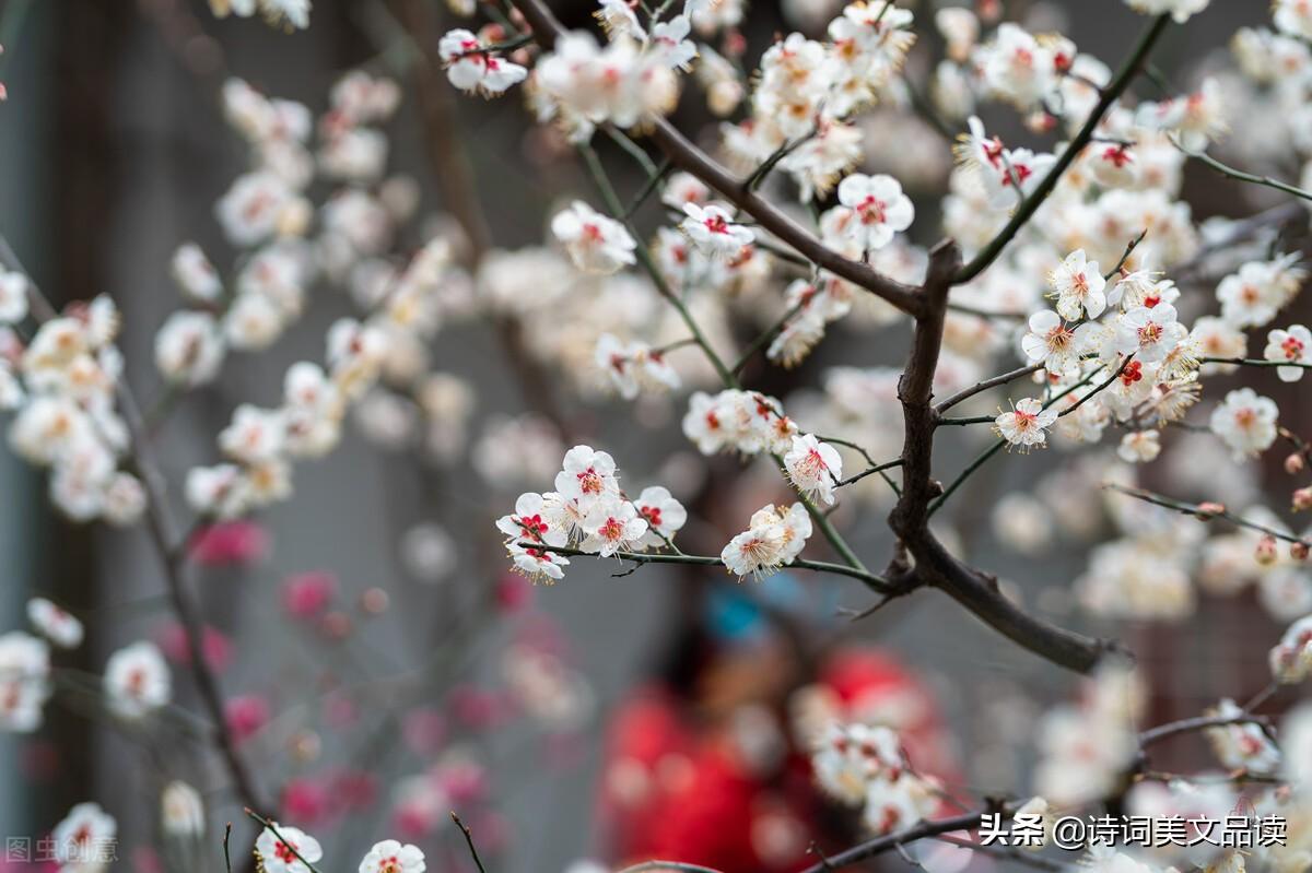 美到极致的20首五言绝句，语言雅致，情境优美(图3)