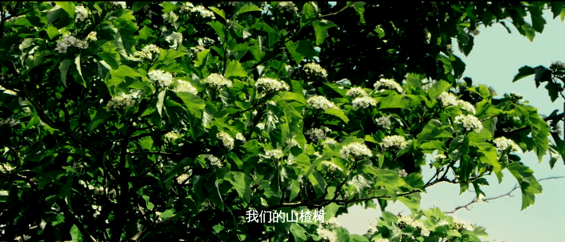 那我就等你一辈子｜《山楂树之恋》经典台词(图24)