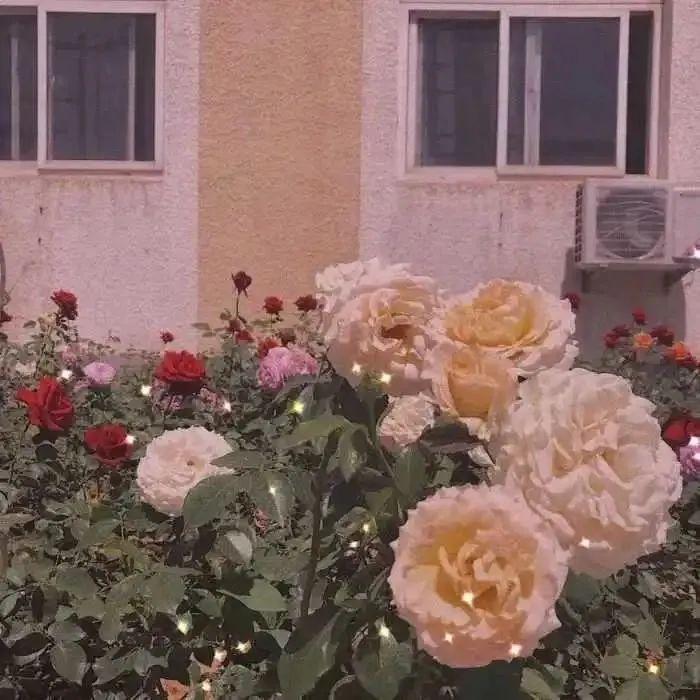 撩人情话最暖心的短句，温情四溢(图3)